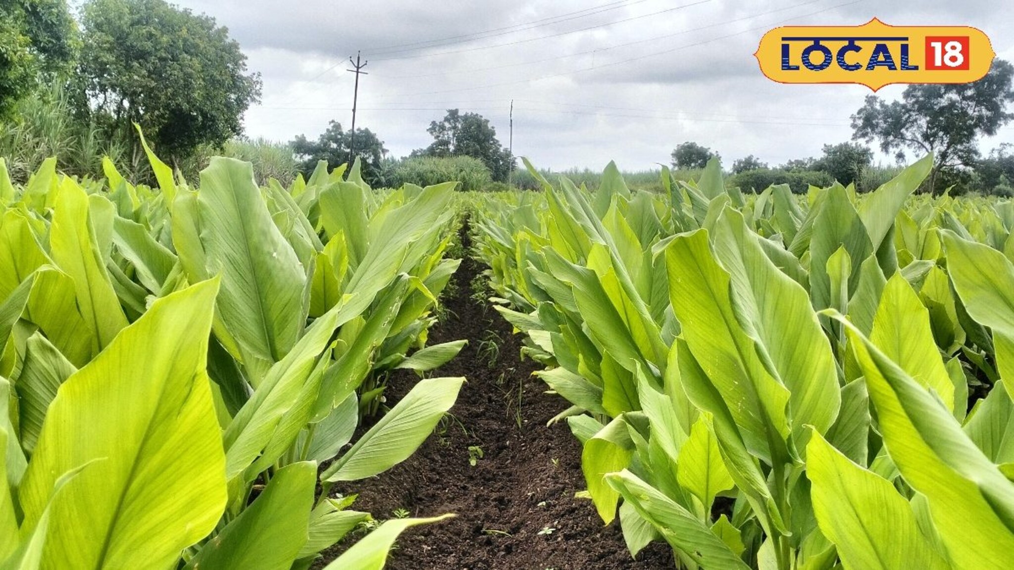 Turmeric Crop: तणामुळे हळद उत्पादनाला मोठा फटका, कसं कराल नियंत्रण?, Video