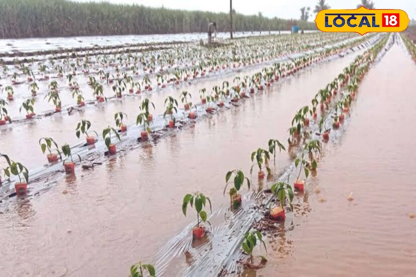 मराठवाड्यात 15 जून नंतर मात्र पावसाचा जोर कमी होण्याची शक्यता आहे. यानंतर हवामान विभागाने कोणत्याही जिल्ह्याला कोणताही अलर्ट दिलेला नाही. परंतु तरीदेखील 15 जून नंतरही मराठवाड्यात तुरळक ठिकाणी हलक्या पावसाची शक्यता आहे.