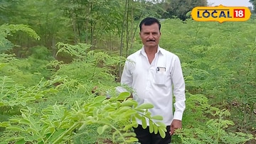 शेवग्याच्या