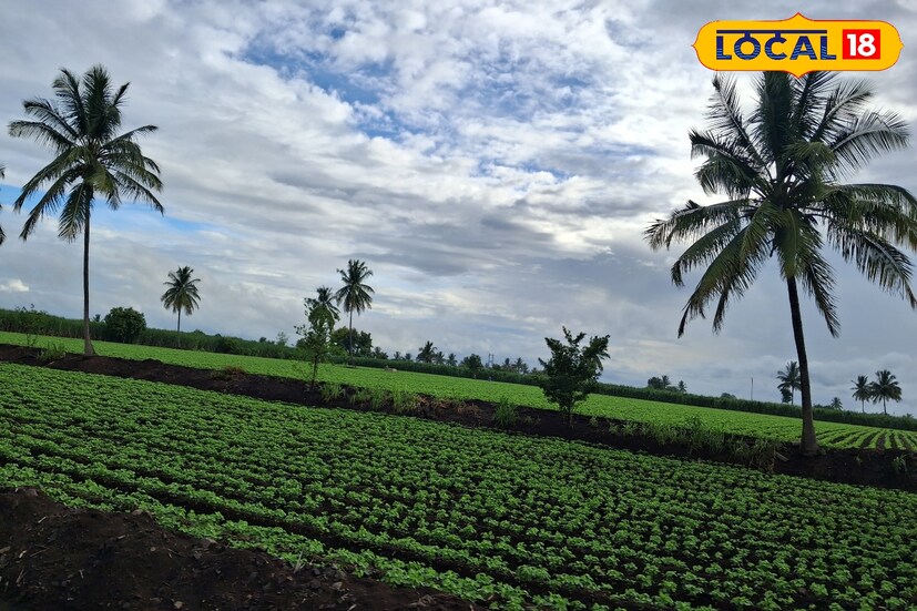 गेल्या 24 तासात सांगली जिल्ह्यात 0.9 मिलिमीटर पावसाची नोंद झाली. आज सांगली जिल्ह्यात हलक्या पावसाचा अंदाज आहे. यावेळी जिल्ह्यातील कमाल तापमान 31 तर किमान तापमान 24 अंश सेल्सिअस इतके राहील.