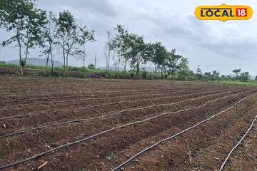 विजांचा कडकडाट होणार, मराठवाड्यात पाऊस बरसणार, 4 जिल्ह्यांना यलो अलर्ट विजांचा कडकडाट होणार, मराठवाड्यात पाऊस बरसणार, 4 जिल्ह्यांना यलो अलर्ट