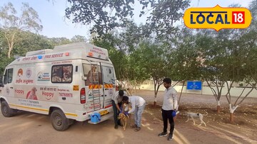 कुत्र्यांचे