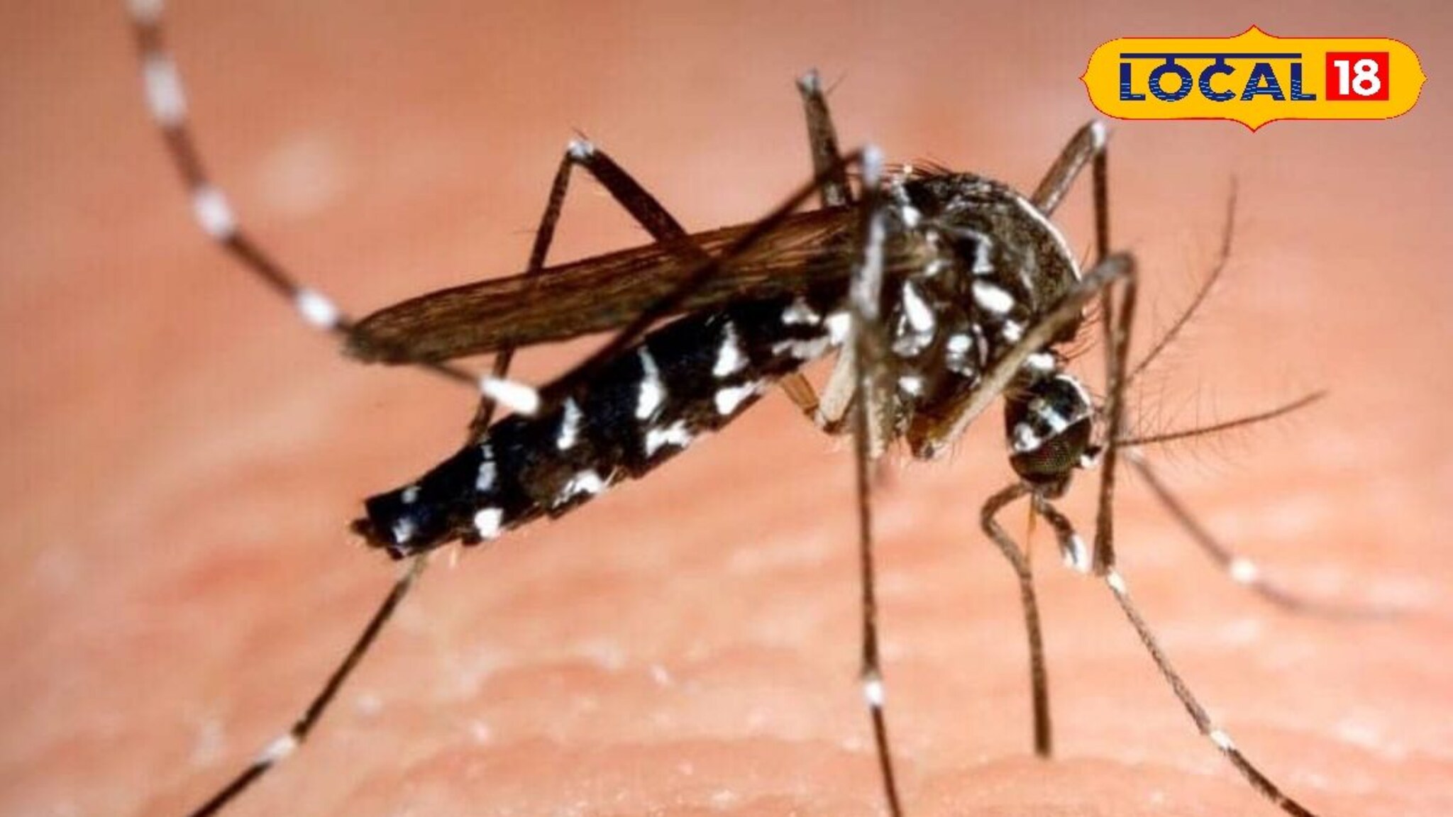 Monsoon Tips: पावसाळ्यात डासांमुळे डेंग्यूचा धोका, हे उपाय आताच करा, डास घरात येणार नाहीत! Video