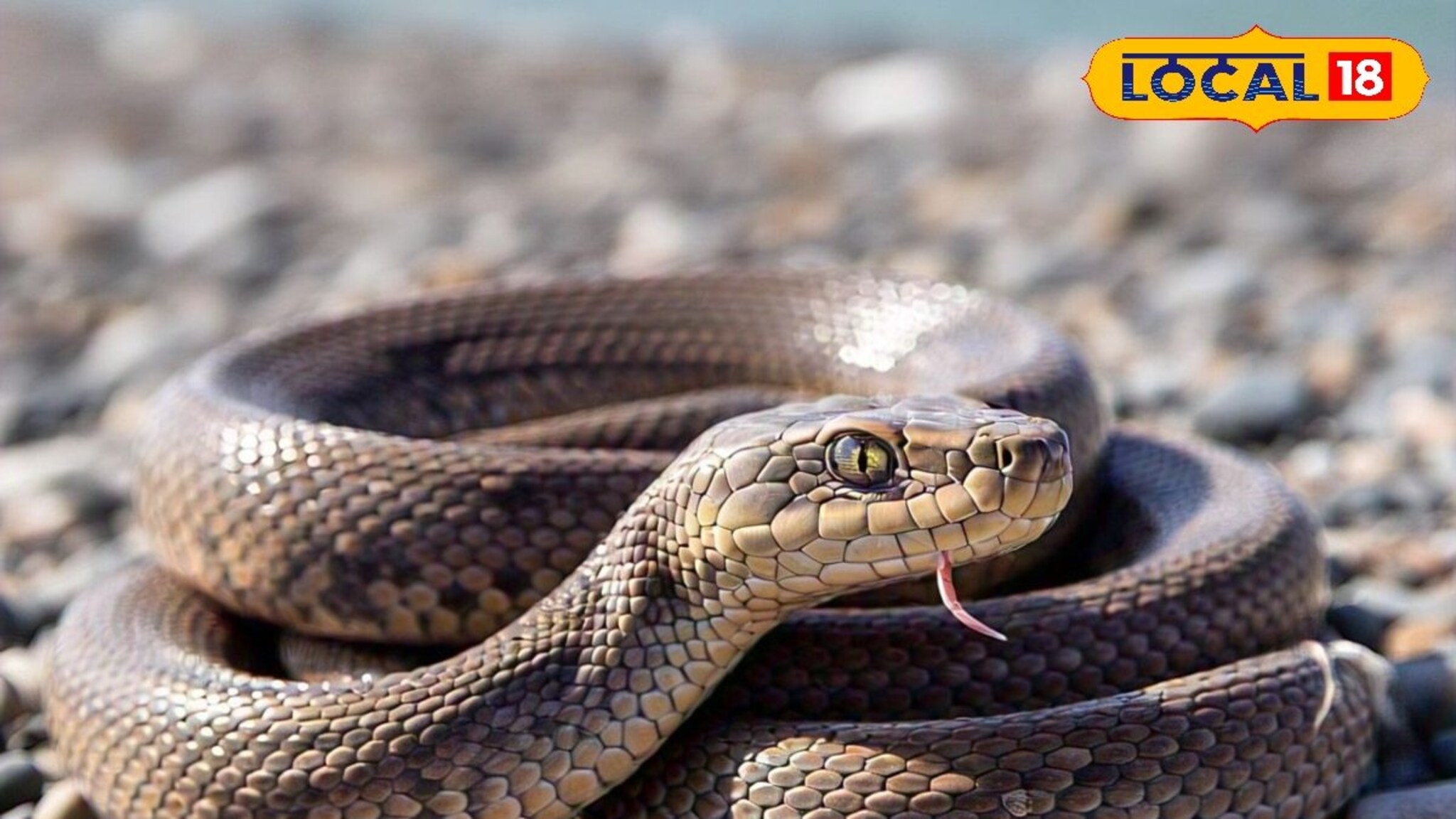 Snake: पावसाळ्यात सापांपासून घराचे संरक्षण कसं कराल? हे 5 उपाय ठरतील फायद्याचे Video