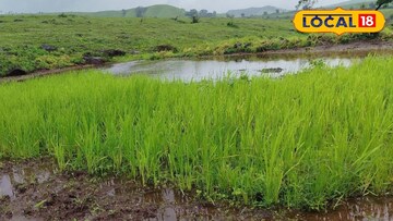 सांगलीचा