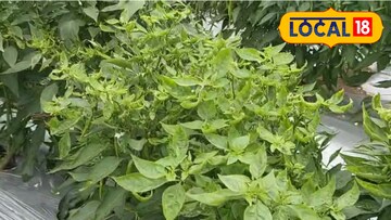 रोगग्रस्त