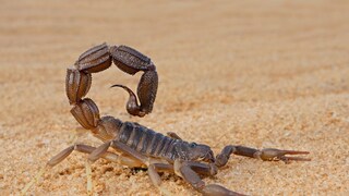 scorpion venom price