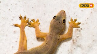 Lizard fall meaning Lizard fall meaning