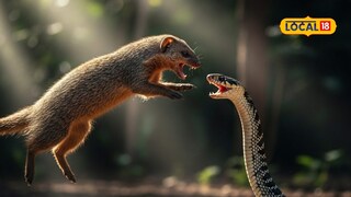 mongoose vs snake