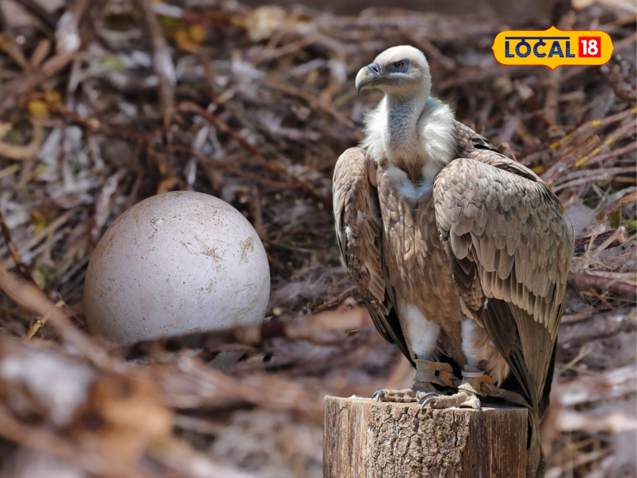 फक्त माणूसच नाही, 'हा' पक्षीही घेतो मुलांची खास काळजी; नर-मादी दोघेही वाटून घेतात जबाबदारी!