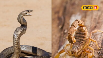 Snake Vs Scorpion