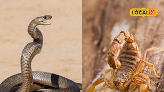 Snake Vs Scorpion Snake Vs Scorpion