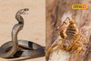 साप की विंचू... कोणाचं विष असतं जास्त घातक? खरंच विंचवाच्या डंखाने माणसाचा...