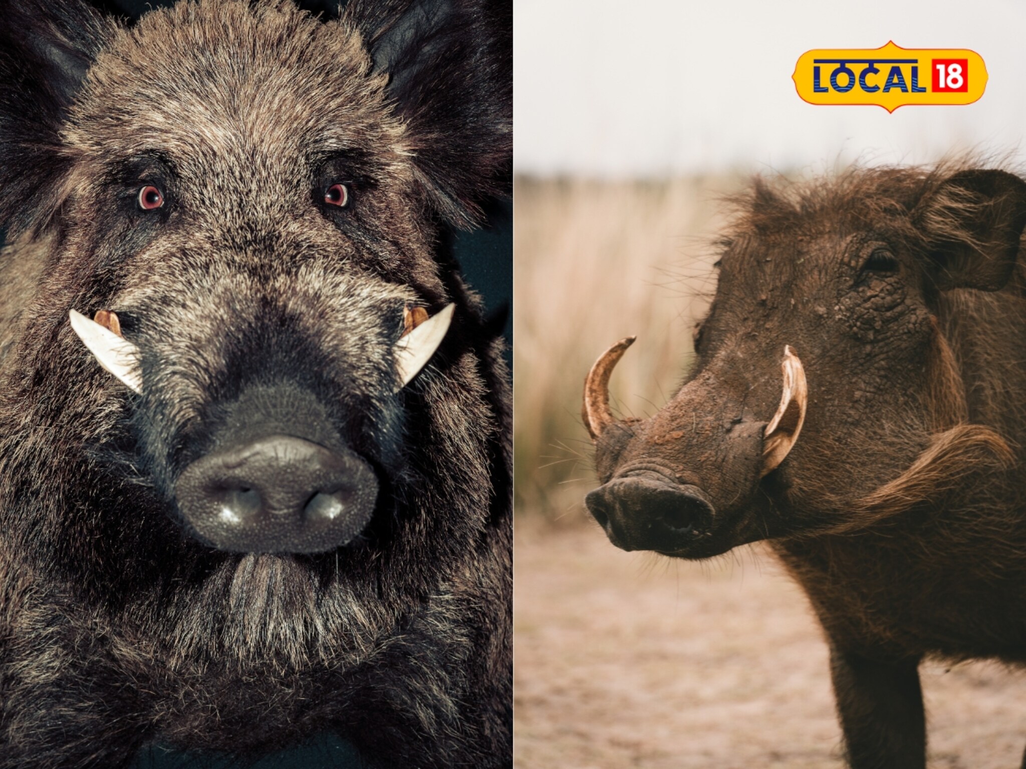 खरंच 'डुकराचे' दात चमत्कारी असतात? हजारो-लाखो नव्हे, तर करोडोमध्ये विकला जातो एक दात; इतका महाग का?