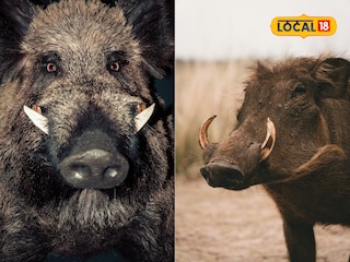 wild boar tusk wild boar tusk