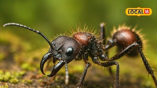 Dangerous ants