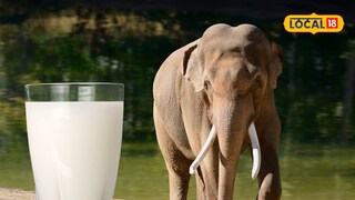 elephant milk 