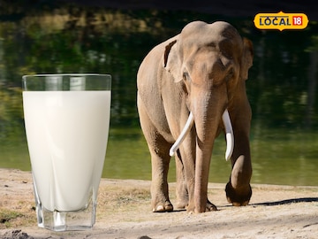 elephant milk 
