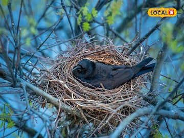 Crow's Nest