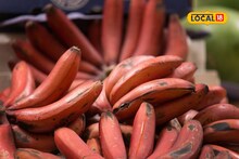 Krushi Market: आवक वाढली मागणी घटली, केळीच्या दरात सुधारणा झाली; इतर फळभाज्यांची परिस्थिती काय?