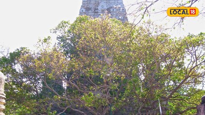 Bodhi tree Bodhi tree