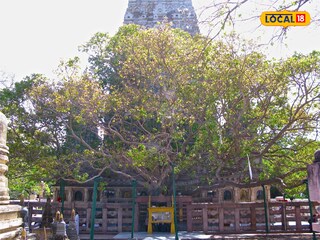 Bodhi tree Bodhi tree