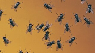 Home remedies for flies Home remedies for flies