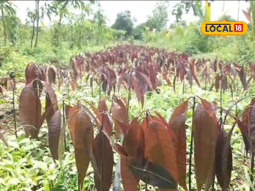या नर्सरीमध्ये 50 रुपयांपासून ते 80 रुपयांपर्यंत किमतीचे रोप मिळत आहेत. तर या आंब्याच्या रोपांची विक्री करून दत्तात्रय घाडगे हे वर्षाला 6 ते 7 लाख रुपयांची उलाढाल करत आहेत.
