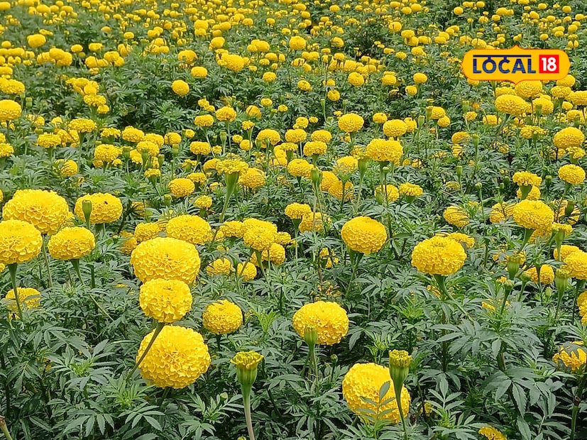 झेंडूच्या फुलावर रासायनिक खतांचा वापर जास्त न करता सिताराम हे घरच्या घरी नैसर्गिक पद्धतीने बेसन, गूळ आणि गोमुत्राचा वापर करून खत बनवतात आणि त्याचीच फवारणी करतात. त्यामुळे रासायनिक खतांच्या होणाऱ्या खर्चावर बचत होते. 