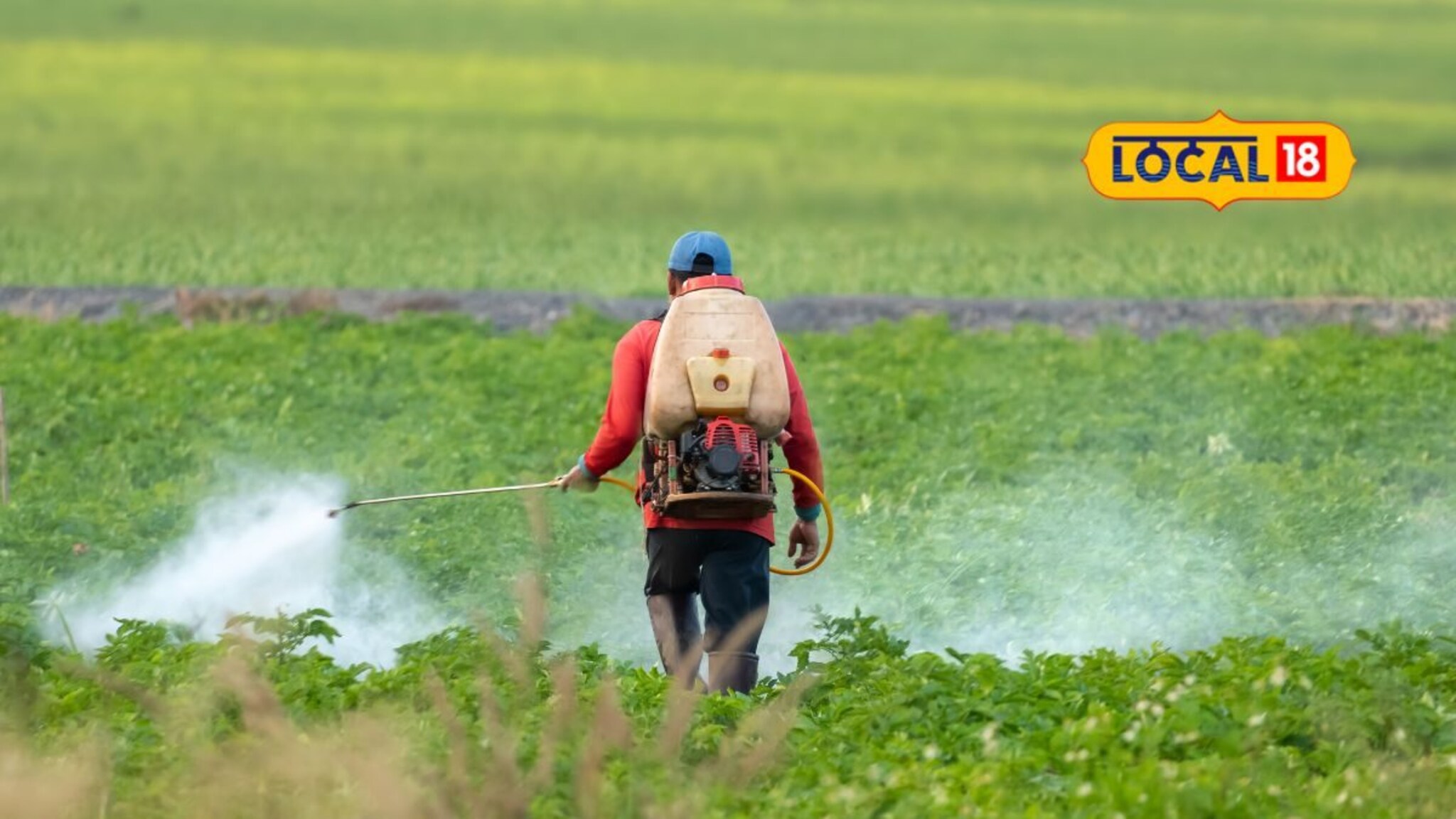 सूक्ष्म अन्नद्रव्य फवारणीचा पिकाला मोठा फायदा, फॉलो करा या टिप्स, Video