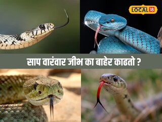 Snake tongue function
