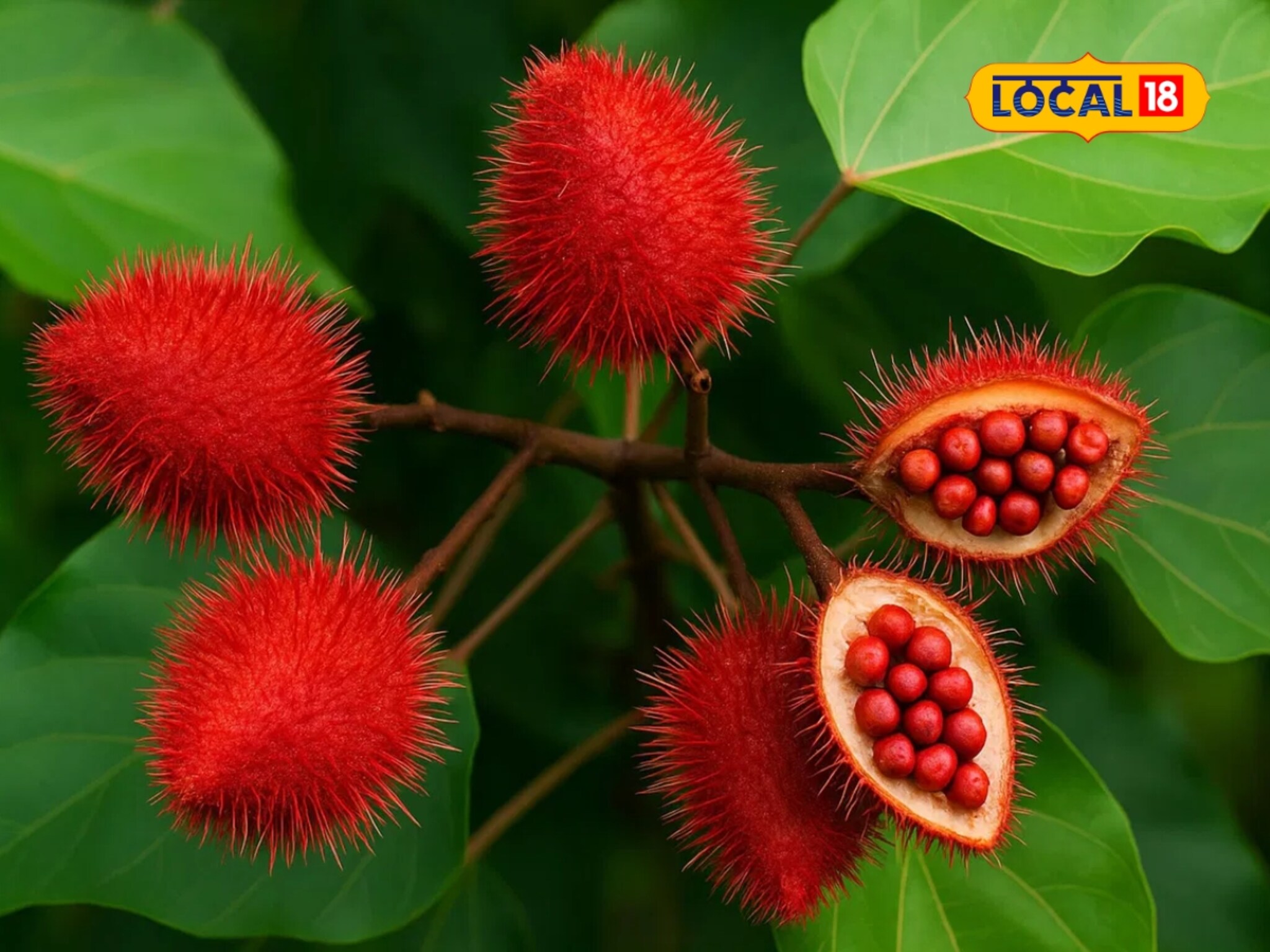 'ऑपरेशन सिंदूर'नंतर चर्चेत आला 'हा' शेतकरी, केली 'सिंदूर' शेती; ₹10,000 प्रति किलो मिळाला भाव!