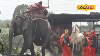 White Horse Vs Elephant White Horse Vs Elephant