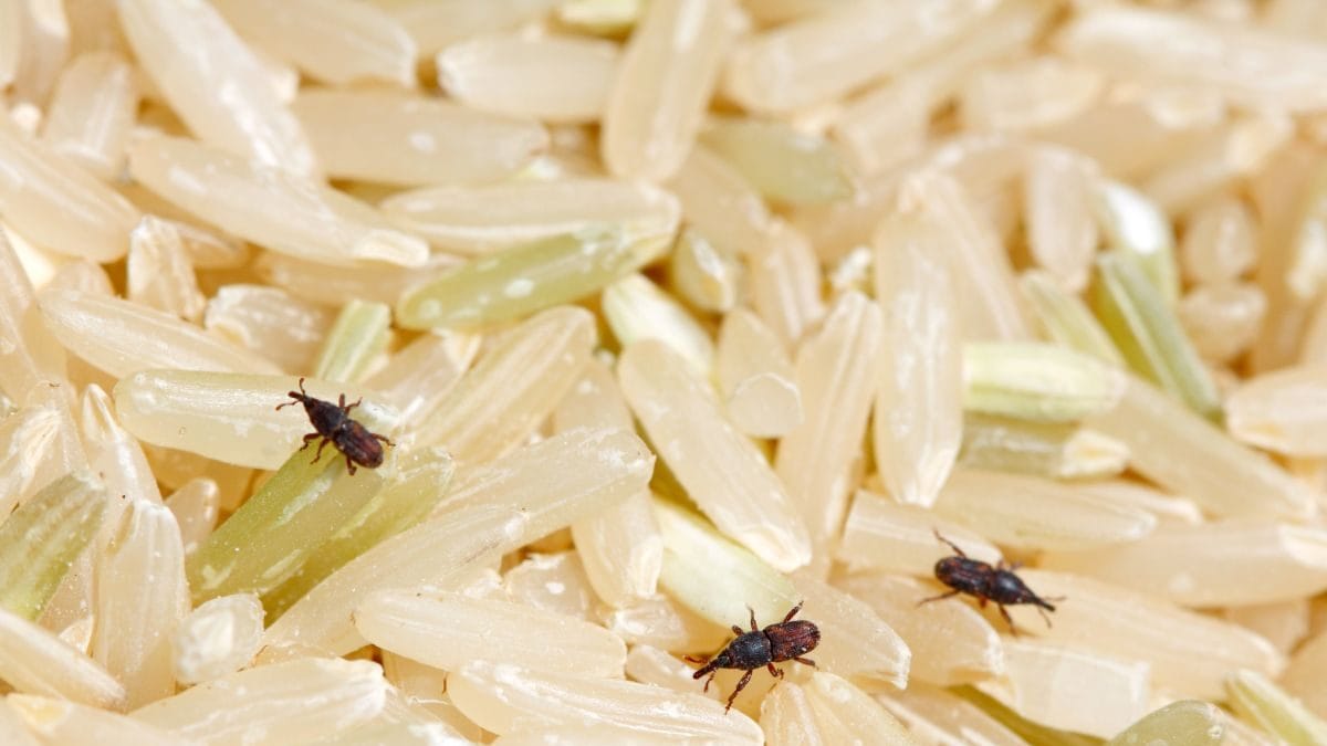Insects : घरातल्या धान्याची अशी घ्या काळजी, किडे होतील गायब | आरोग्य ...