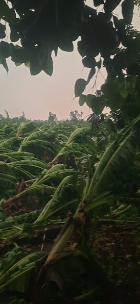  हातातोंडाशी आलेले केळीचे पिक अक्षरशः जमिनीवर लोळले., परभणीतही वादळी वारे, विजांचा कडकडाट आणि जोरदार पाऊस बरसला. 