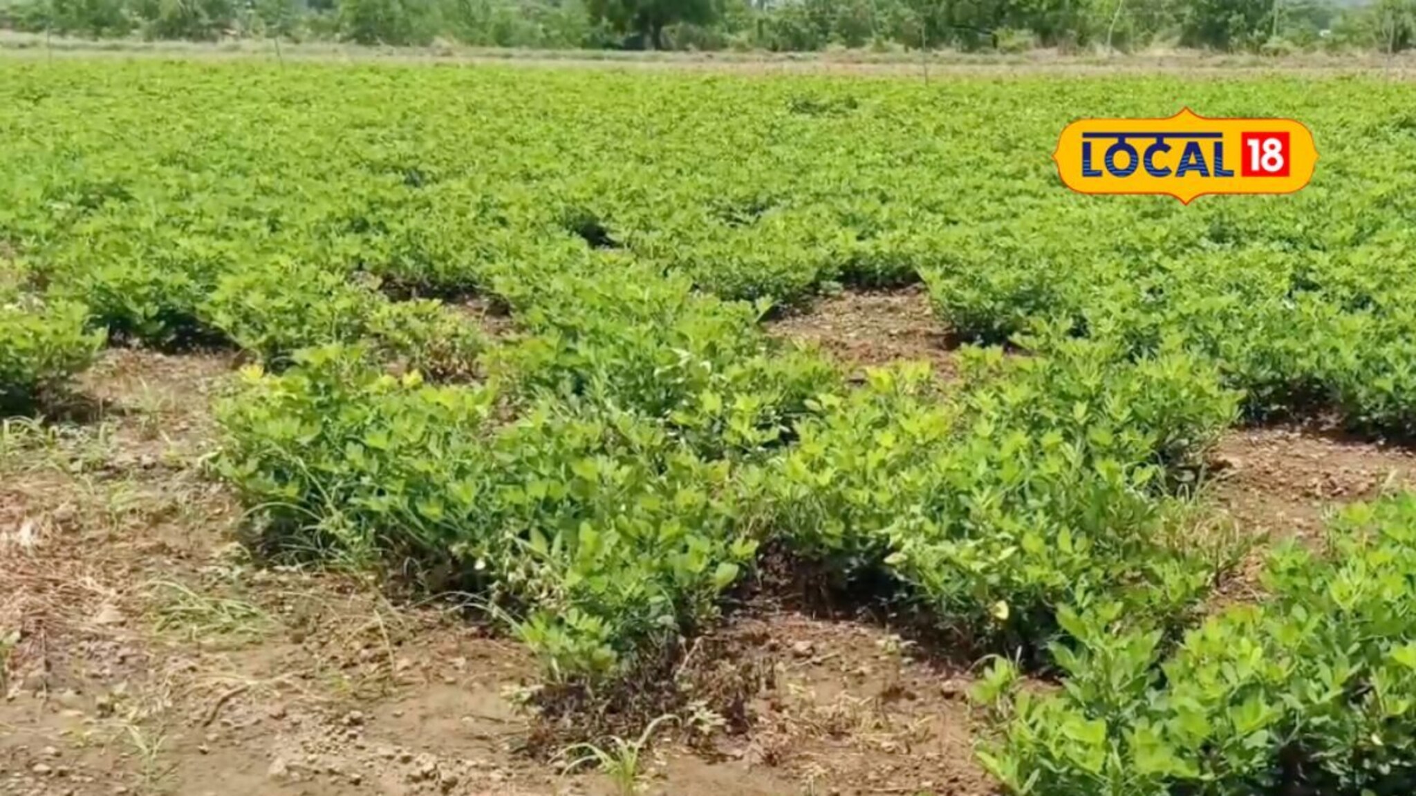 टिक्का रोगामुळे भुईमुगाचे नुकसान, रोगावर नियंत्रण मिळवण्यासाठी हे करा उपाय