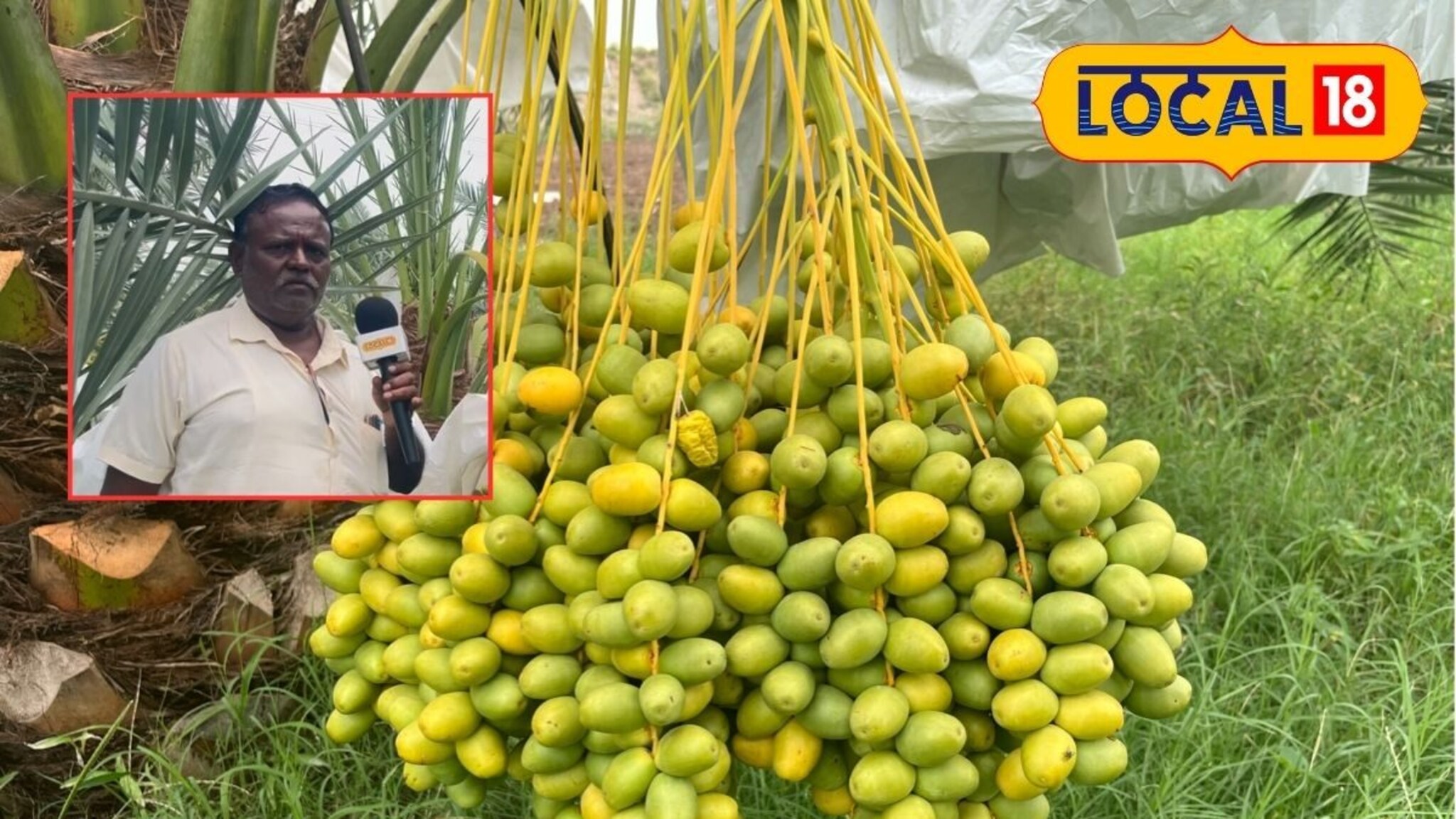 Agriculture इराण सोडा, आपल्या मराठवाड्यात पिकलं खजूर, 20 लाखांची होणार कमाई