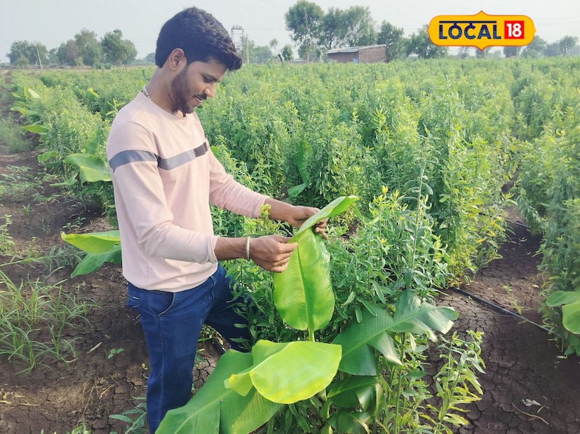 यशने पशुविज्ञान विषयात पदवी घेतली आहे. आताही त्याचे शिक्षण सुरूच आहे. त्याचे वडील संतोषराव नराजे यांच्या मार्गदर्शनाखाली तो संपूर्ण शेती स्वतः सांभाळतो आहे. यश गेल्या सहा वर्षांपासून शेती क्षेत्रात काम करतो आहे. त्याच्या शेतात केळी आणि पपई हे मुख्य पिके तो घेतो. त्याचबरोबर आंतरपीक म्हणून कलिंगड, खरबूजची देखील लागवड तो करतो. कपाशी, सोयाबीन, तूर, कांदा अशीही पिके तो शेतात घेत आहे. हिंगणी बुद्रुक हे गाव केळी पिकांसाठी अग्रेसर आहे. सिंचनाच्या सुविधा उपलब्ध असल्याने प्रत्येक शेतकरी केळीचे पीक घेतो. केळी पिकांत नवनवीन प्रयोग प्रगतशील तरुण शेतकरी यश यांच्याशी लोकल18 ने संवाद साधला.