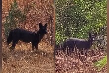 सह्याद्रीत वाघापेक्षा खतरनाक प्राणी, दिसायला कुत्रा, पण गव्याची करतो शिकार PHOTO