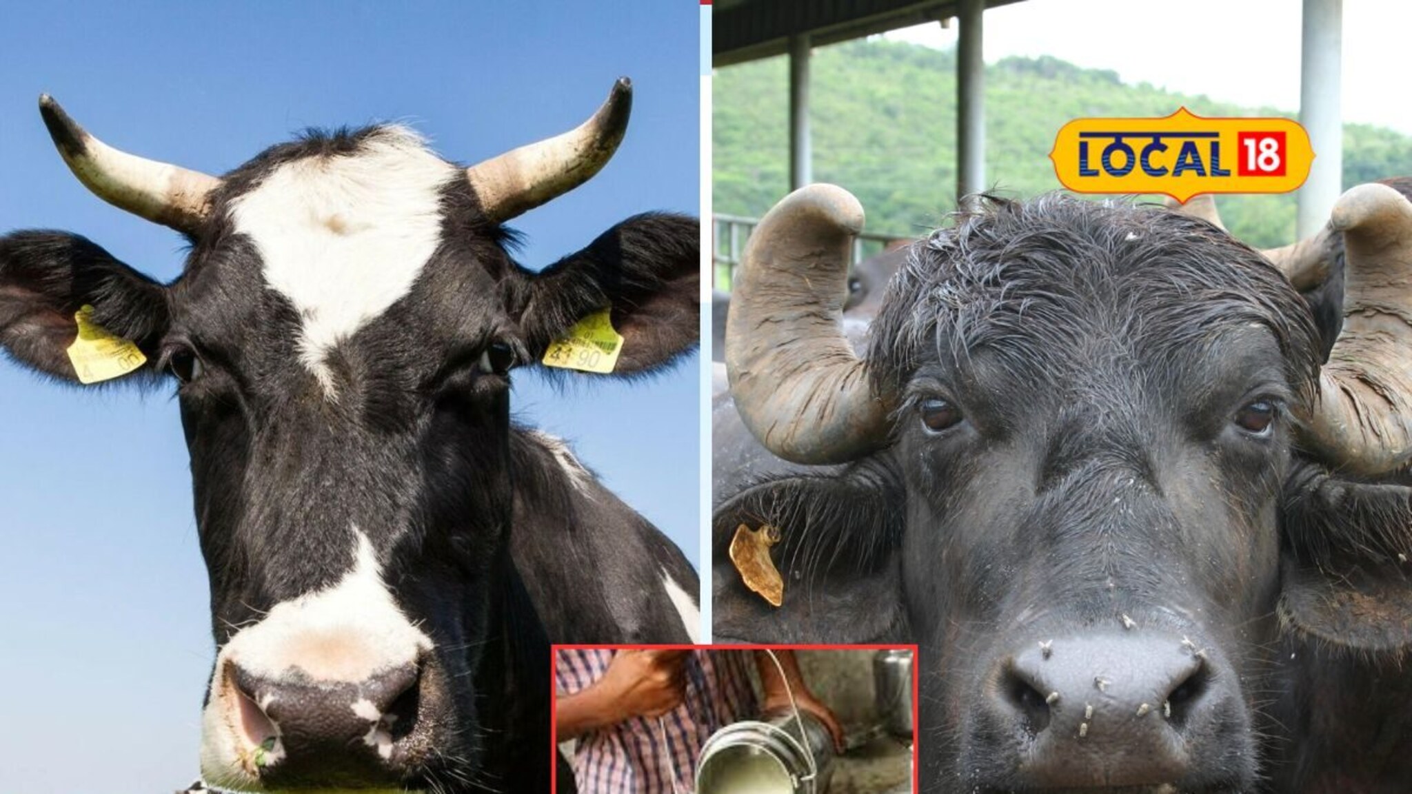 Cow or Buffalo Milk: गाय की म्हैस कोणतं दूध चांगलं? लहान मुलांबाबत ती चूक नको, आहार तज्ज्ञांचा सल्ला