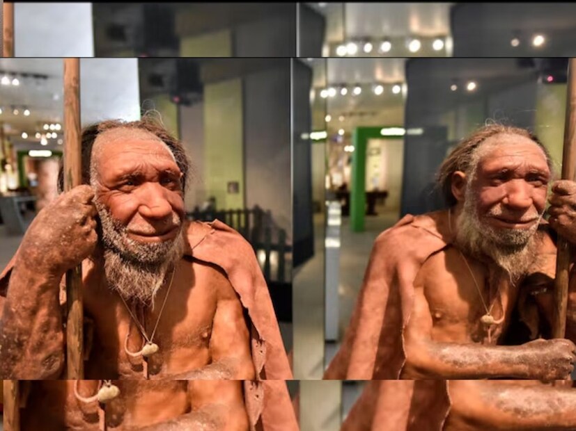 होमो निअँडरथॅलेन्सिसला देखील मानवाचे पूर्वज मानले जाते, कारण ते होमो सेपियन्ससह अस्तित्वात होते. त्यांचे पुरावे युरोप आणि आशियामध्ये सापडले आहेत. त्यांचं वय सुमारे 4,00,000 ते 40,000 वर्षे आहे.