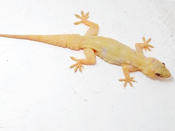 काळी पाल खरंच विषारी असते? तज्ज्ञांनी सांगितली महत्वाची माहिती काळी पाल खरंच विषारी असते? तज्ज्ञांनी सांगितली महत्वाची माहिती