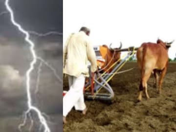 शेतात पेरणी करताना वीज पडली शेतात पेरणी करताना वीज पडली