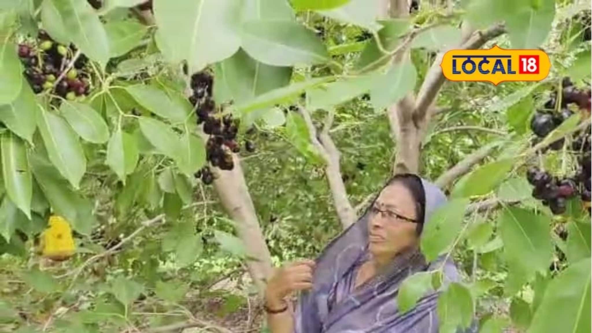 Jambhul Farming: ना पाण्याचं टेन्शन, ना खर्चाची चिंता, शेतकऱ्यानं लावली 100 झाडं, वर्षाची कमाई 4 लाख!