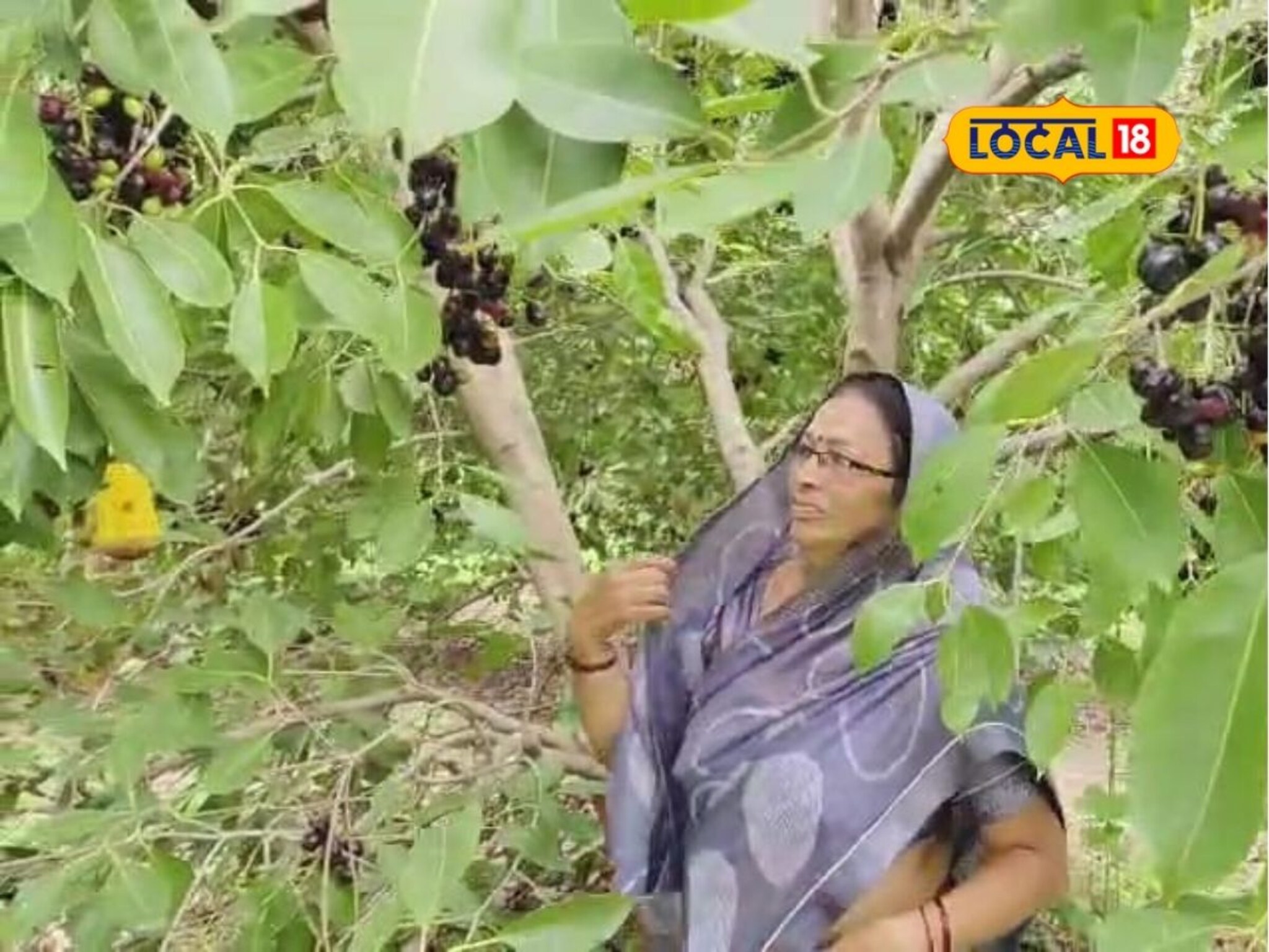Jambhul Farming: ना पाण्याचं टेन्शन, ना खर्चाची चिंता, शेतकऱ्यानं लावली 100 झाडं, वर्षाची कमाई 4 लाख!