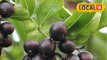 डोंगरची