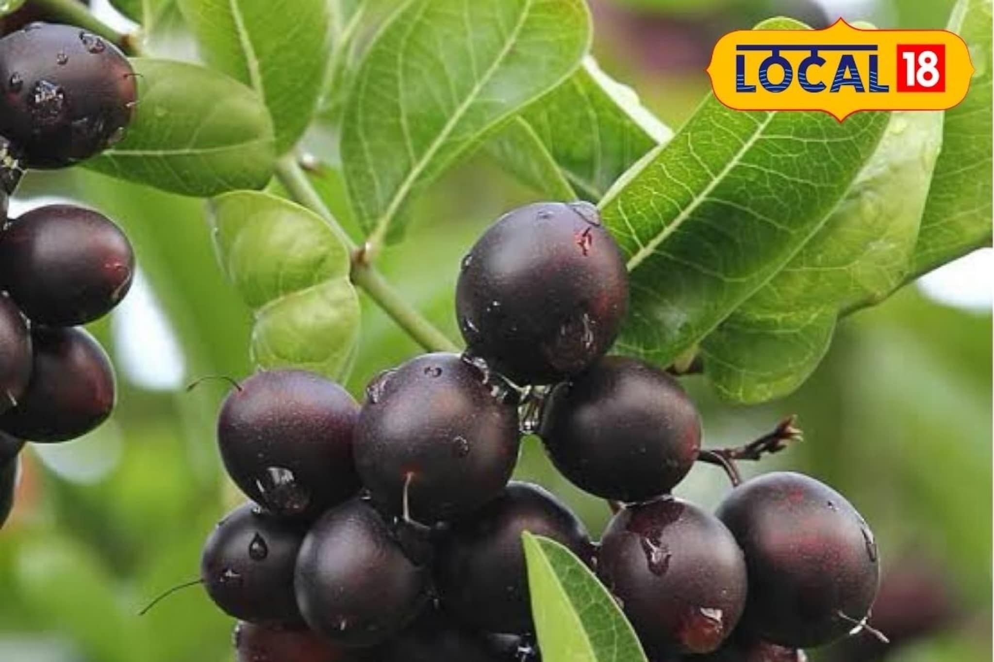 पिटुकलं फळ, पण दमदार गुणधर्म, पावसाळ्यात खाण्याचे आश्चर्यकारक फायदे