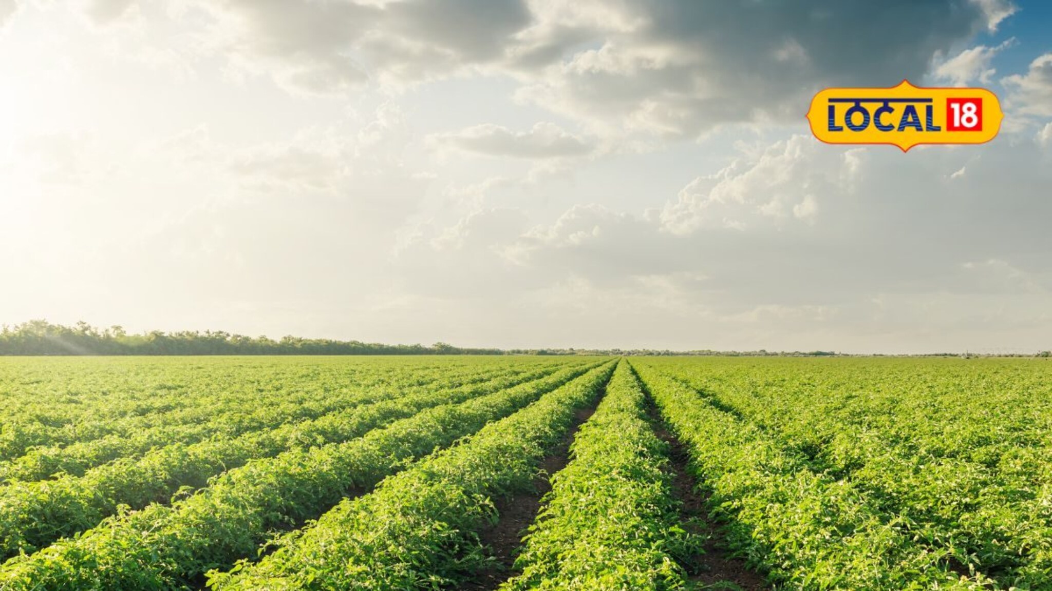 Monsoon Agriculture Tips: पावसाळ्यात पिकांवर पडतो विविध रोगांचा प्रादुर्भाव, योग्य फवारणी आणि खत व्यवस्थापन कसं कराल? Video