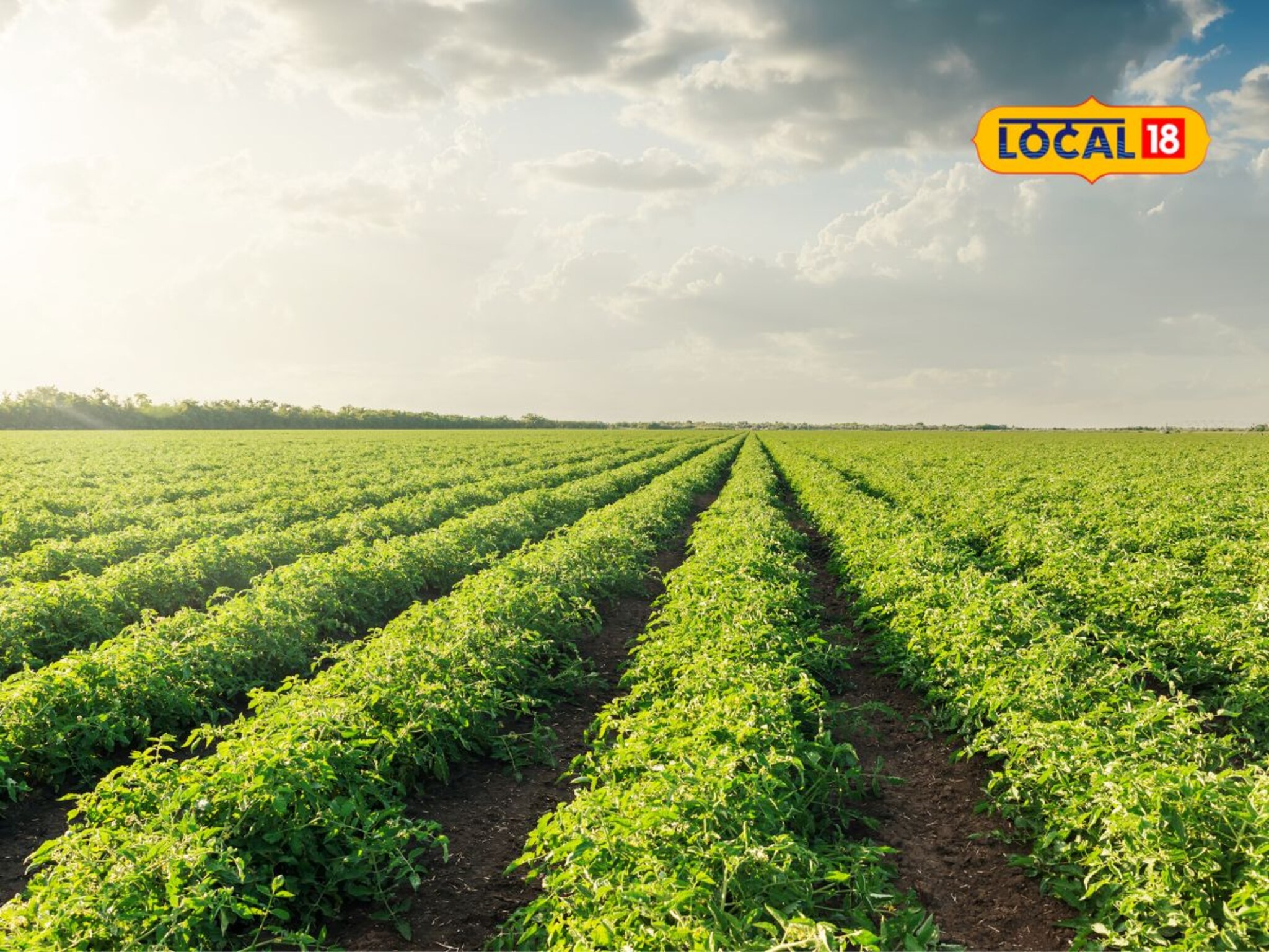 पावसाळ्यात पिकांवर पडतो रोगांचा प्रादुर्भाव, फवारणी आणि खत व्यवस्थापन कसं कराल?