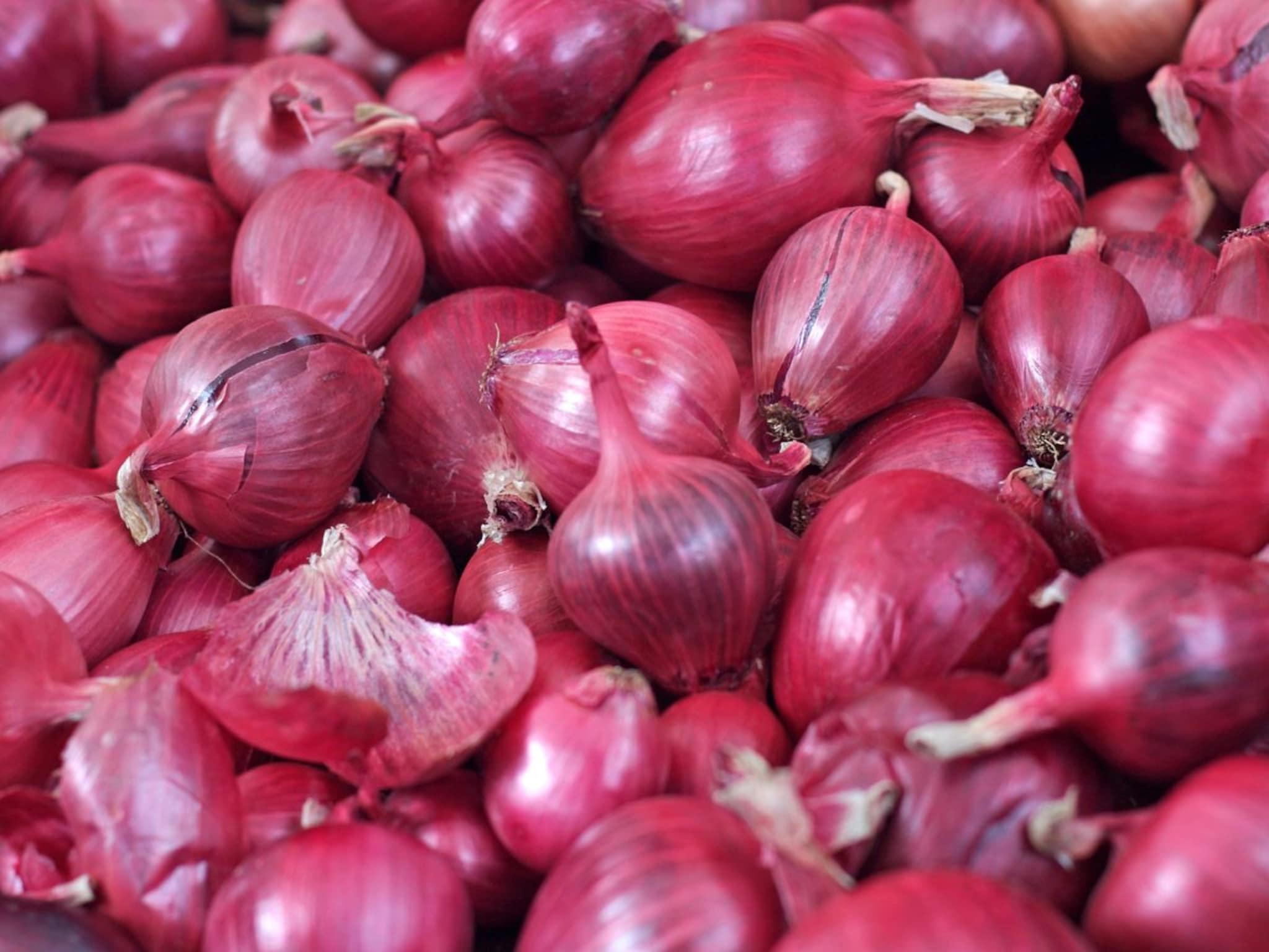 Krushi Market Today: सोयाबीन-कांद्याचे दर वाढले, जाणून घ्या इतर शेतमालांचे भाव?